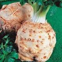 Сельдерей корневой Диамант, 100 шт.