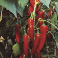 Перец острый Шакира F1, 10 шт.