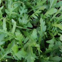 Руккола Грация, 1 г